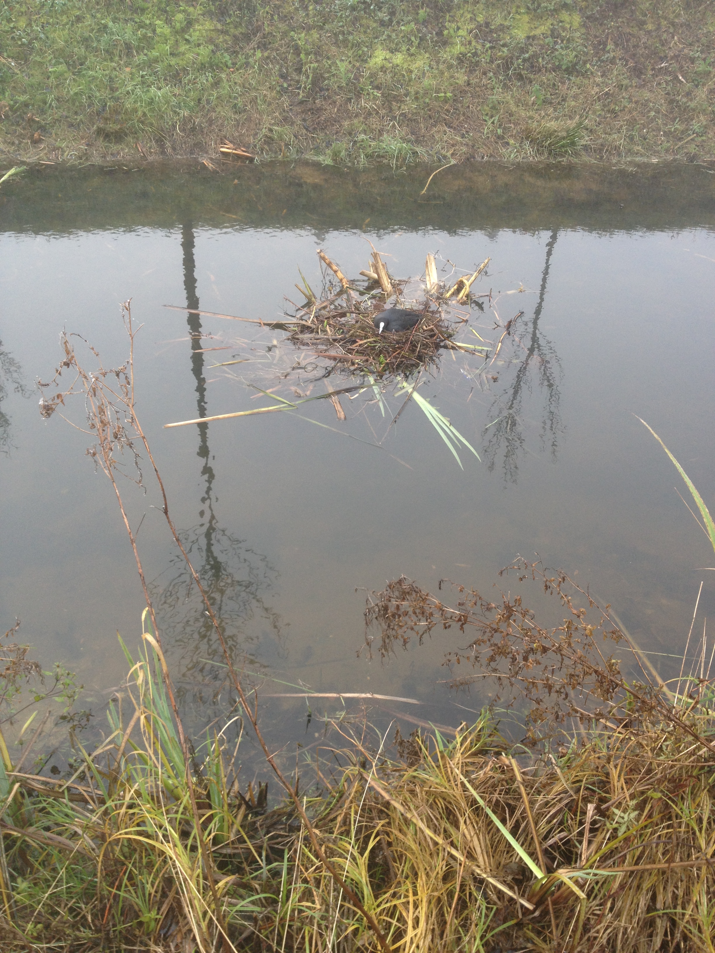 Vogels en natuur in friesland