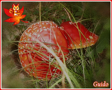 98362.gif