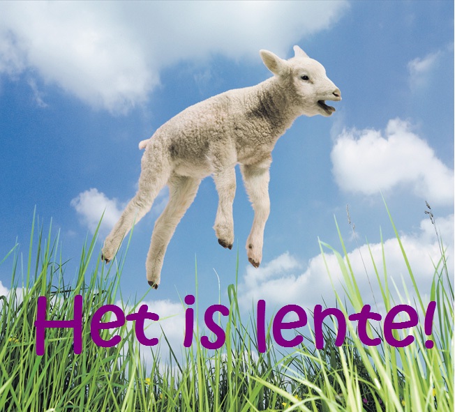 White lamb jumping in the grass. Het is Lente! text.