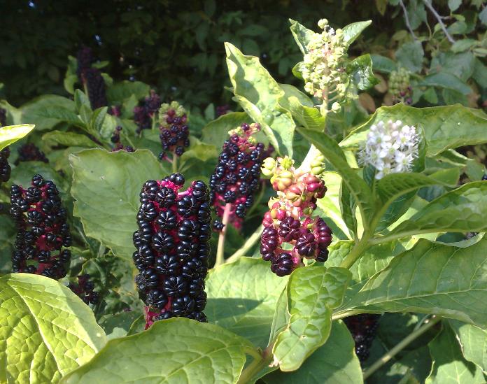 Ultracapacitor Lancer Marine Carpet