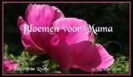 Klik op de afbeelding om de link te volgen