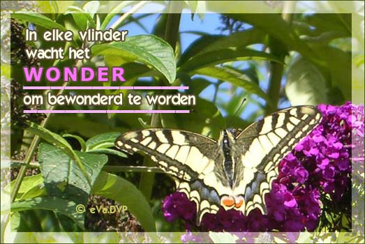 In elke vlinder wacht het wonder om bewonderd te worden