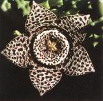 Klik op de afbeelding om de link te volgen