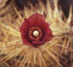 Klik op de afbeelding om de link te volgen