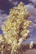 Klik op de afbeelding om de link te volgen