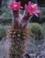 Klik op de afbeelding om de link te volgen