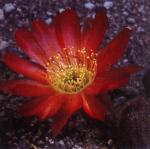 Klik op de afbeelding om de link te volgen