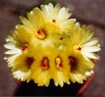 Klik op de afbeelding om de link te volgen