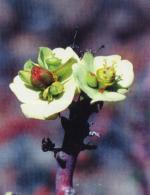 Klik op de afbeelding om de link te volgen