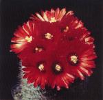 Klik op de afbeelding om de link te volgen