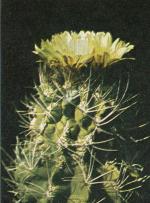 Klik op de afbeelding om de link te volgen