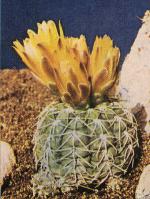 Klik op de afbeelding om de link te volgen