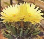 Klik op de afbeelding om de link te volgen