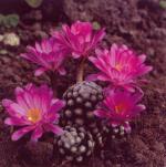 Klik op de afbeelding om de link te volgen