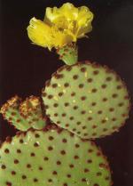 Klik op de afbeelding om de link te volgen