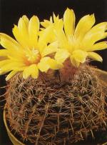 Klik op de afbeelding om de link te volgen