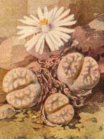 Klik op de afbeelding om de link te volgen