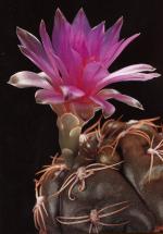 Klik op de afbeelding om de link te volgen