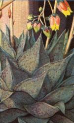 Klik op de afbeelding om de link te volgen