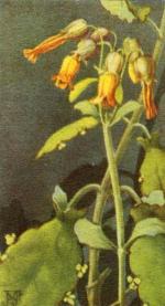 Klik op de afbeelding om de link te volgen