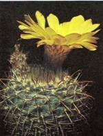 Klik op de afbeelding om de link te volgen