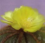 Klik op de afbeelding om de link te volgen