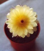 Klik op de afbeelding om de link te volgen