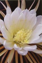 Klik op de afbeelding om de link te volgen