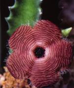 Klik op de afbeelding om de link te volgen