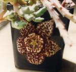 Klik op de afbeelding om de link te volgen