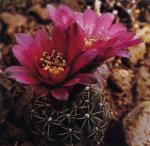 Klik op de afbeelding om de link te volgen