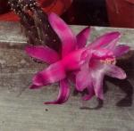 Klik op de afbeelding om de link te volgen