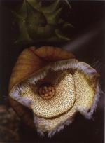 Klik op de afbeelding om de link te volgen