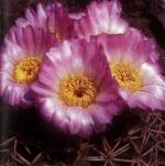 Klik op de afbeelding om de link te volgen