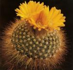 Klik op de afbeelding om de link te volgen