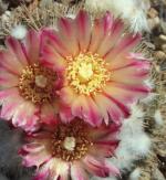 Klik op de afbeelding om de link te volgen