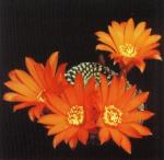 Klik op de afbeelding om de link te volgen