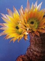 Klik op de afbeelding om de link te volgen