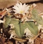 Klik op de afbeelding om de link te volgen