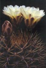 Klik op de afbeelding om de link te volgen