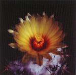 Klik op de afbeelding om de link te volgen