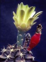 Klik op de afbeelding om de link te volgen