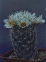 Klik op de afbeelding om de link te volgen