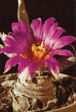 Klik op de afbeelding om de link te volgen