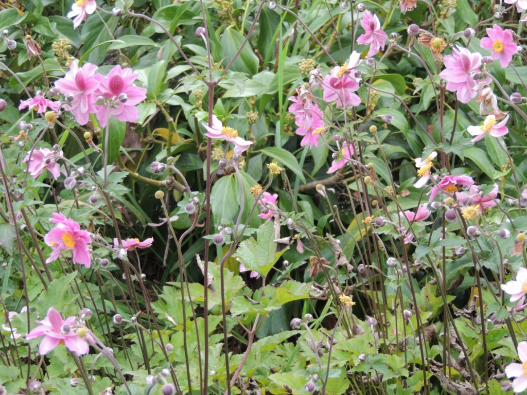 Tuinclub velt jabbeke