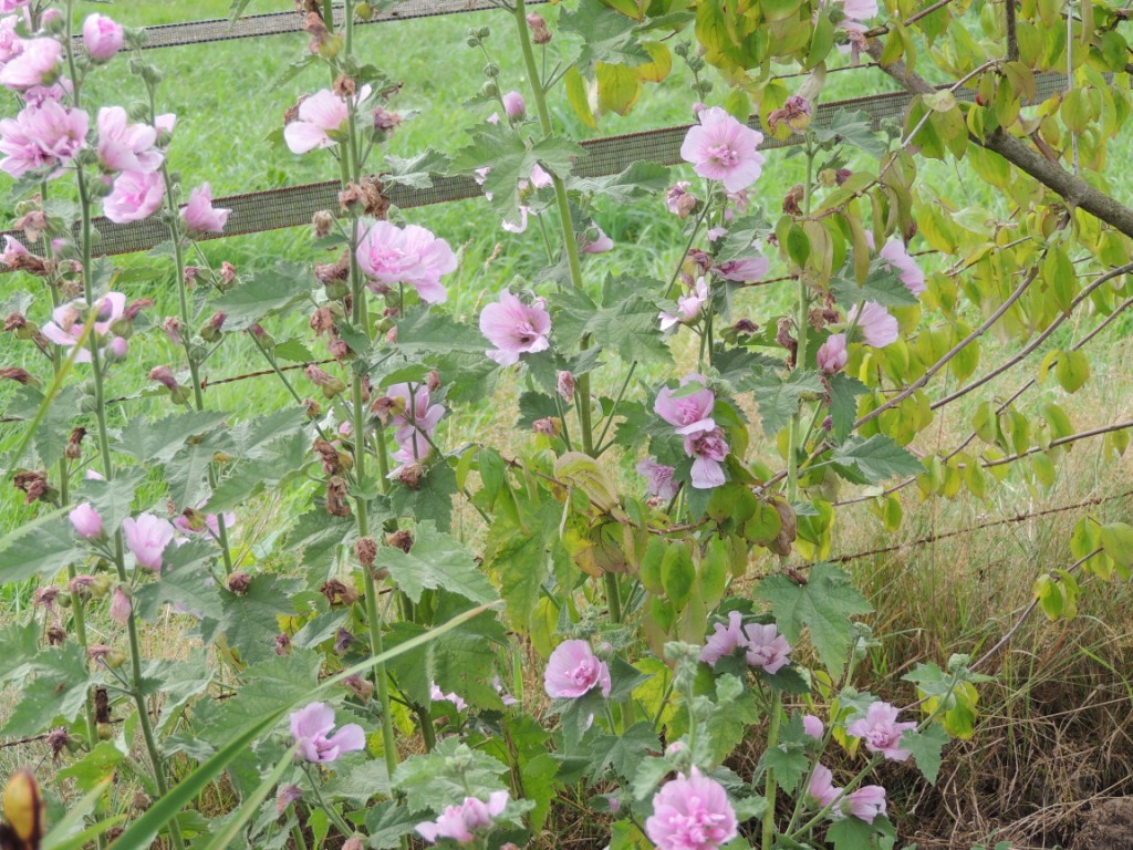 Tuinclub velt jabbeke