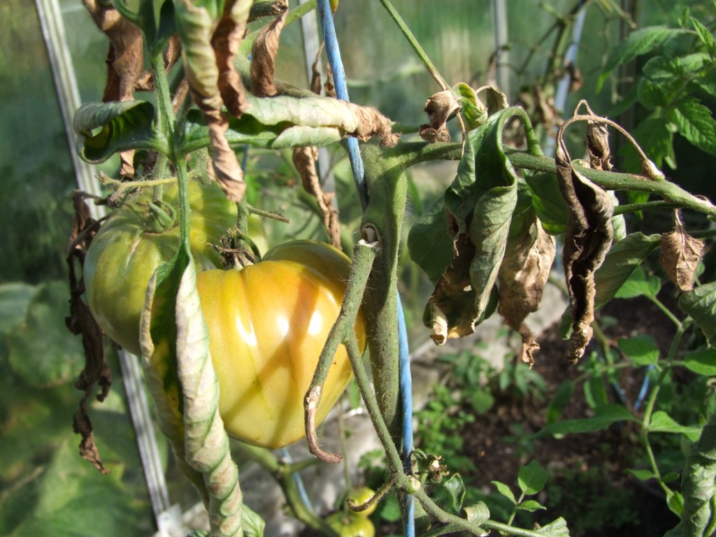 Tuinclub velt jabbeke 2