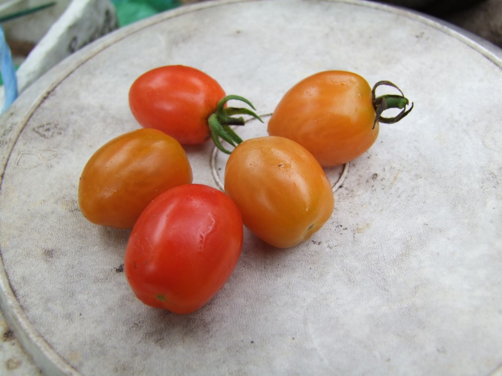 Tuinclub velt jabbeke 2