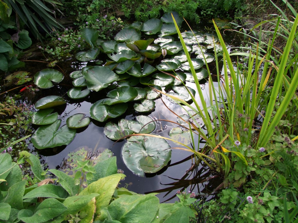 Tuinclub velt jabbeke 2