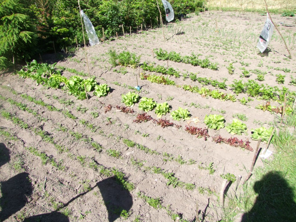 Tuinclub velt jabbeke 2